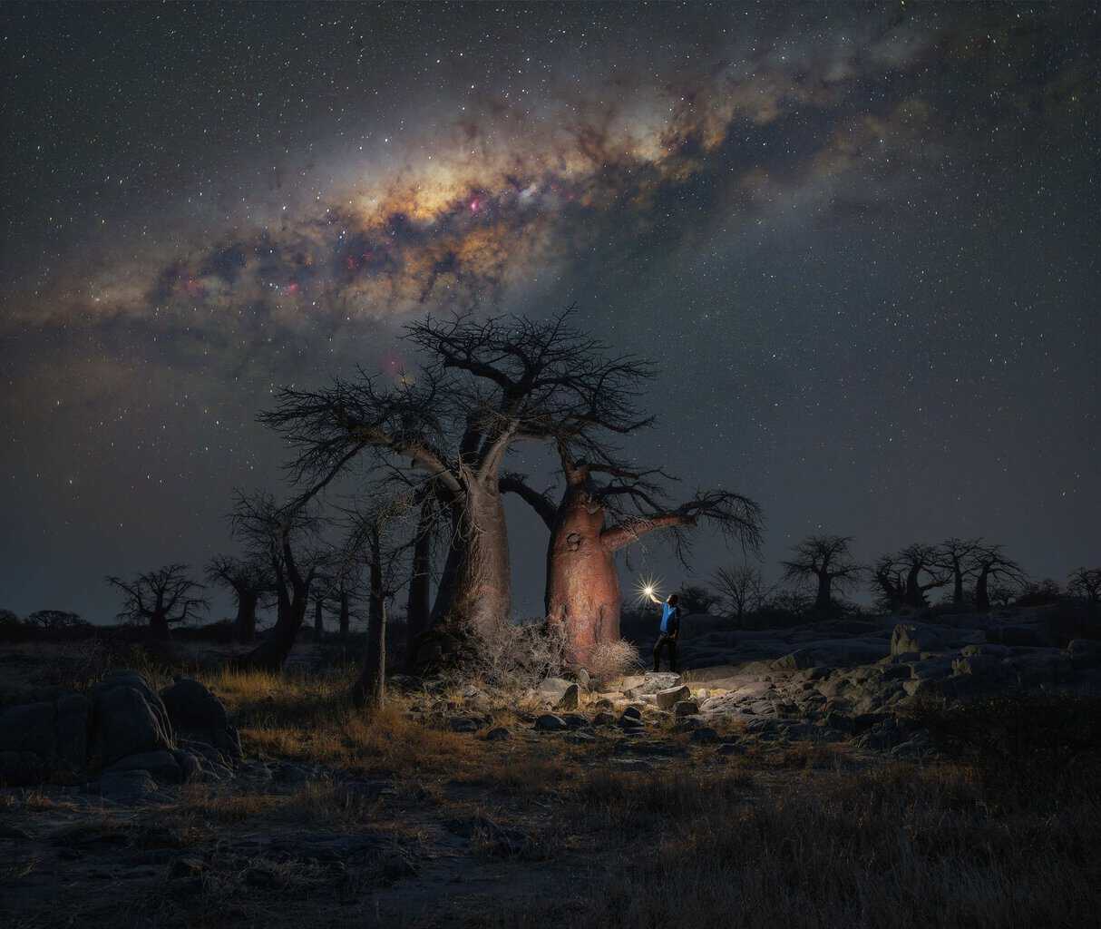Botswana Baobabs under the Milky Way by Stefano Pellegrini