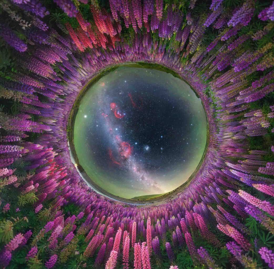 Milky Way over lupine flowers by Alvin Wu